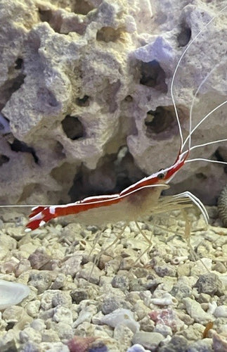 Cleaner Shrimp (Fully Quarantined)