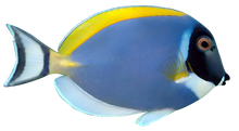Load image into Gallery viewer, Powder Blue Tang (Fully Quarantined)