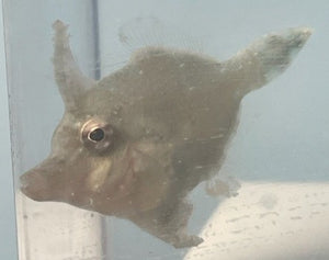 Aiptasia Eating Filefish ( Fully Quarantined )