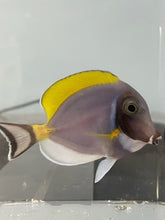 Load image into Gallery viewer, Powder Blue Tang (Fully Quarantined)