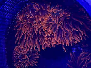 Rose Bubble Tip Anemone (Entacmaea quadricolor) Captive Bred