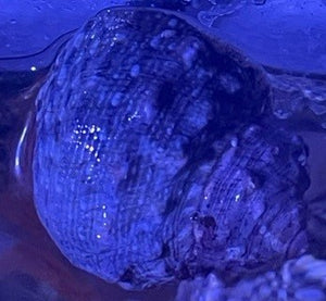 Turbo Snail (Fully Quarantined)