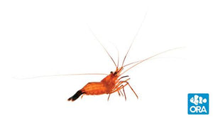 ORA Peppermint Shrimp (Lysmata sp.) Captive Bred (Small Size)