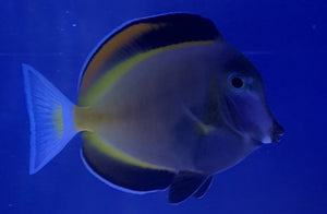 Powder Brown Tang ( Fully Quarantined )